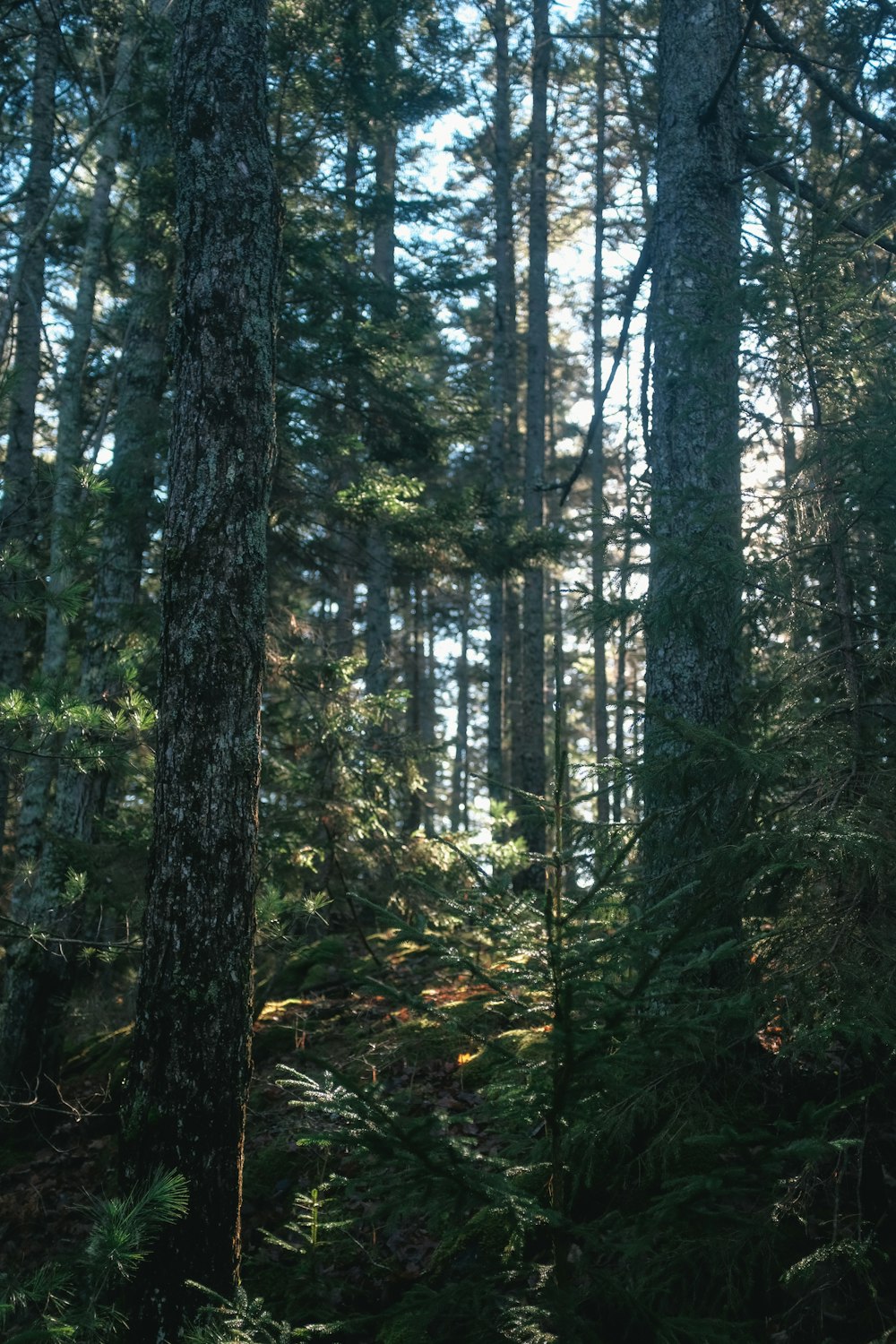 green trees in forest during daytime