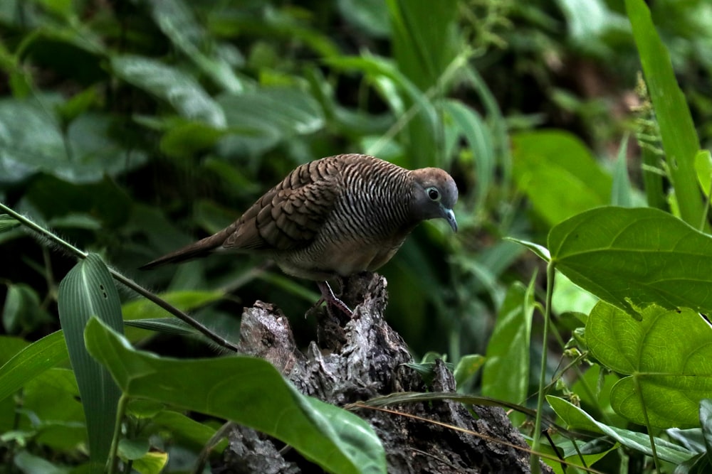 brown and black bird on tree branch during daytime