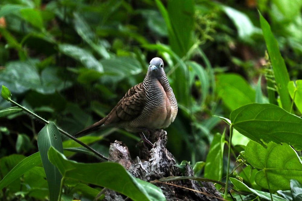 brown and black bird on brown tree branch during daytime