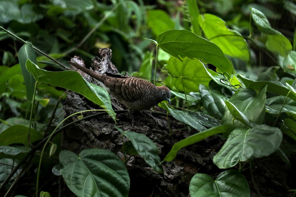 brown and black bird on green plant