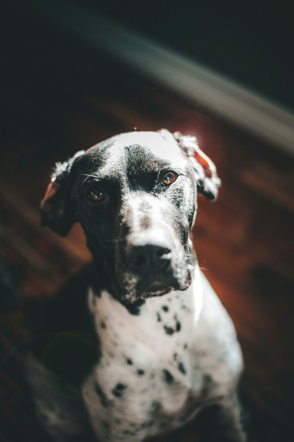 black and white short coated dog