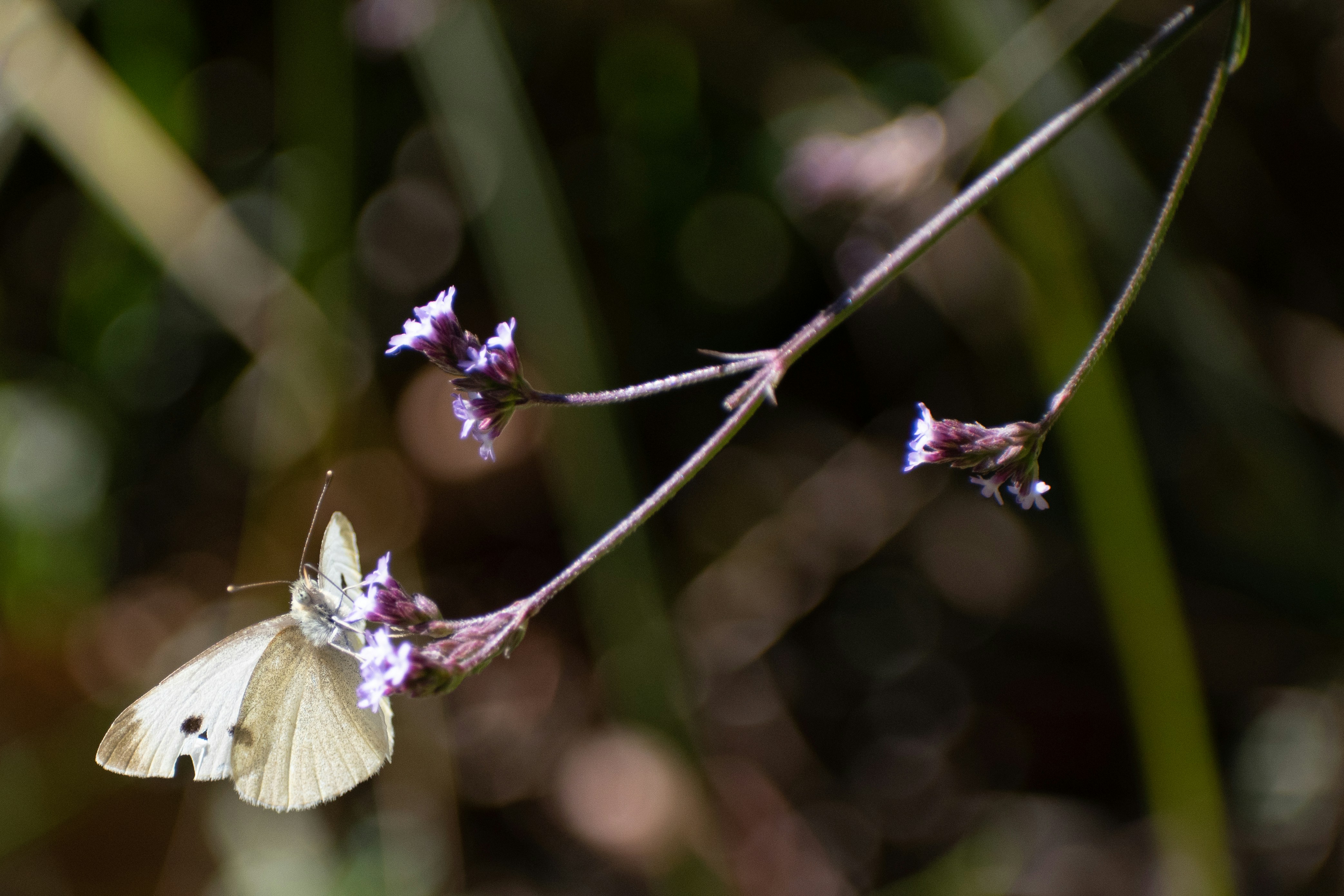 A small white butterfly sitting on top of a purple flower photo – Free ...