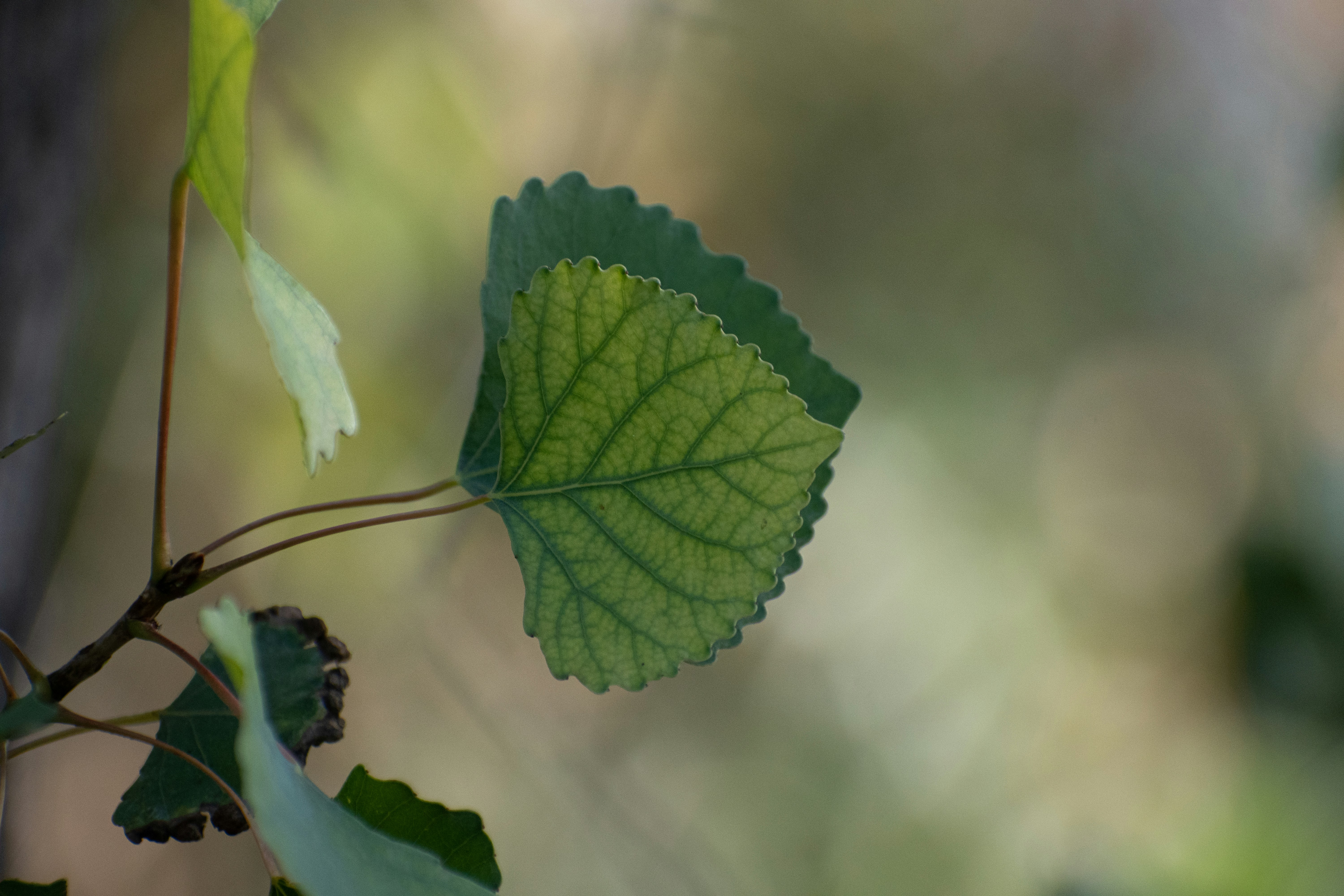 Photo by elisastonephotography