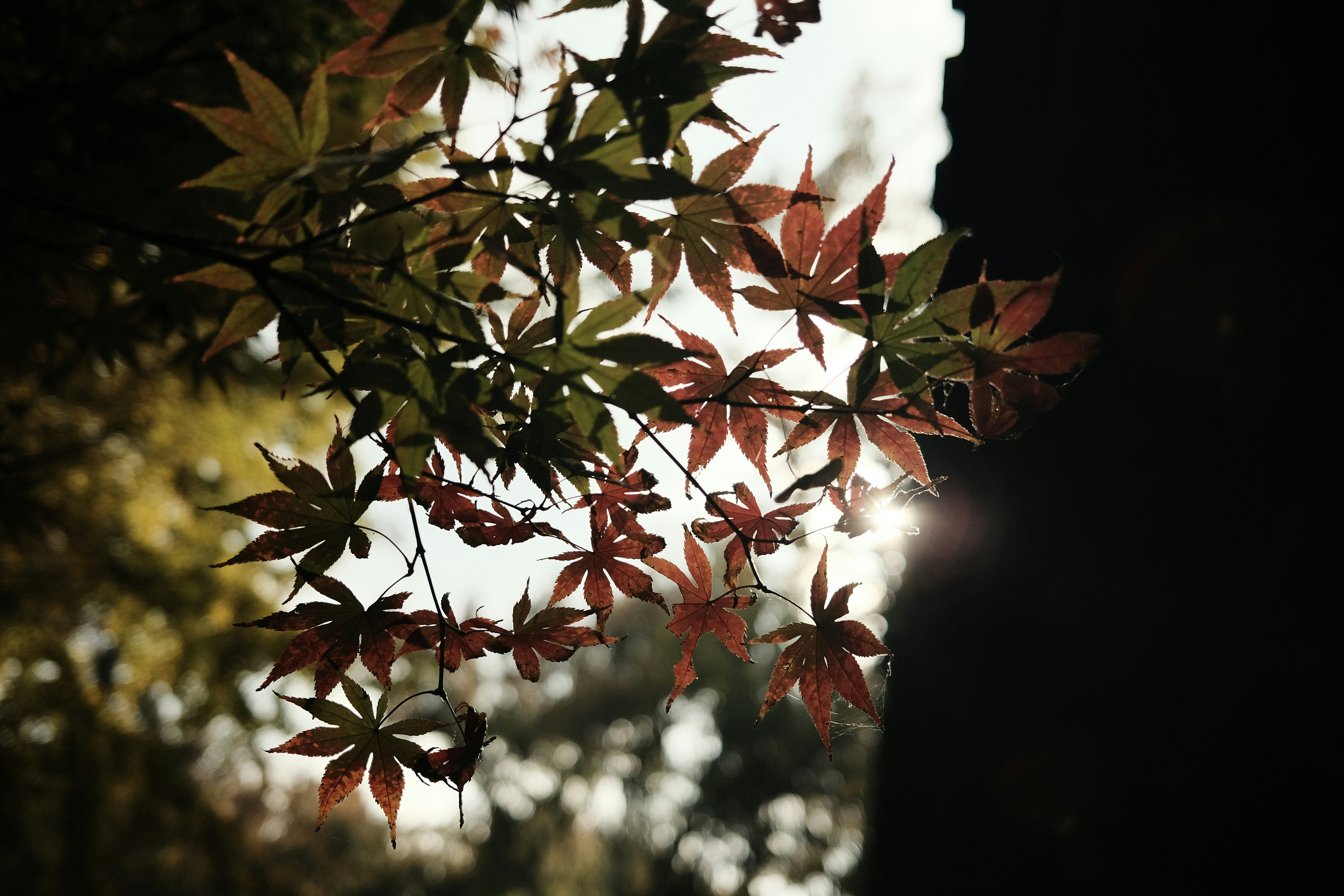 Photo by yohjixxxx