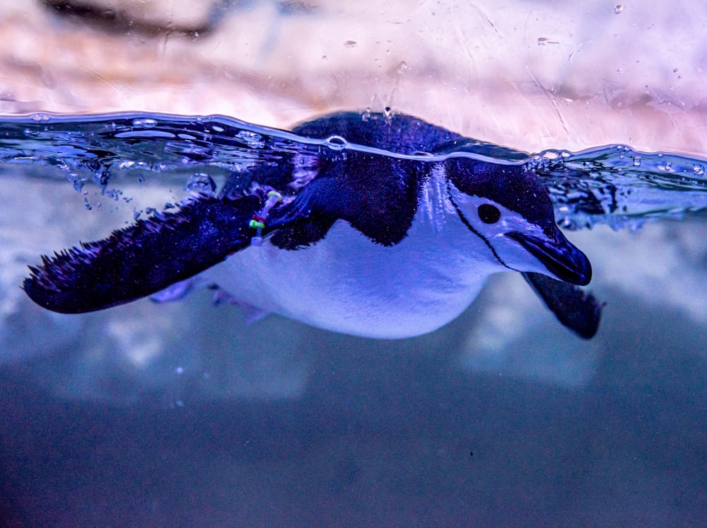 white and black penguin in water