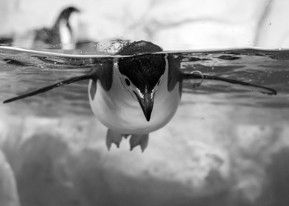 black and white penguin on water