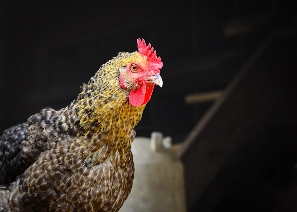 white and black chicken on gray wooden fence