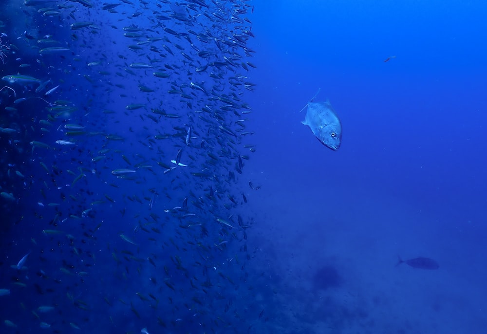 white and gray fish on water