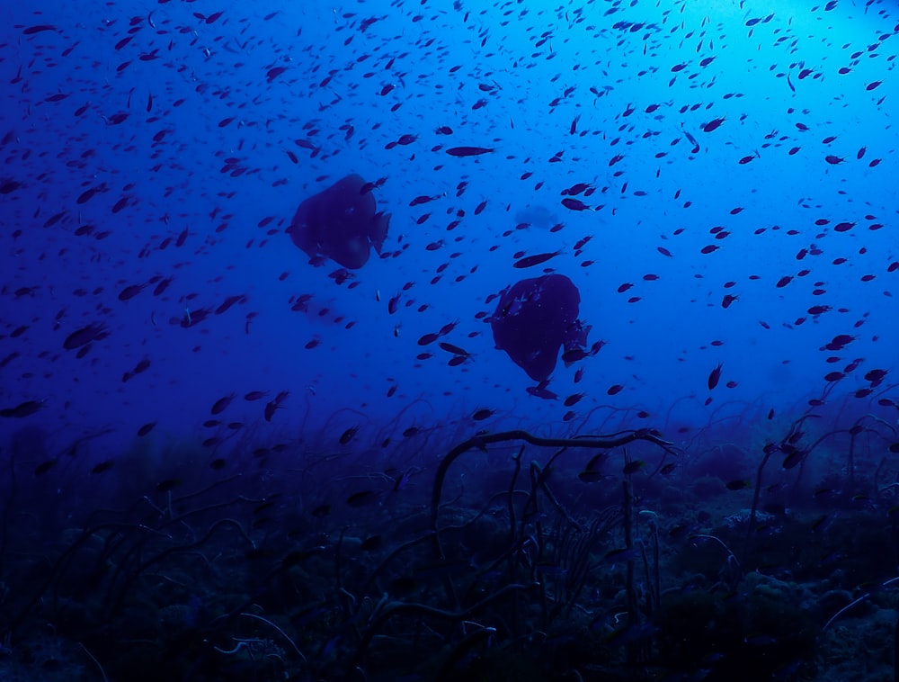 school of fish in water