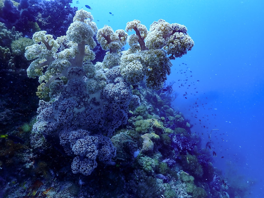 gray coral reef under water