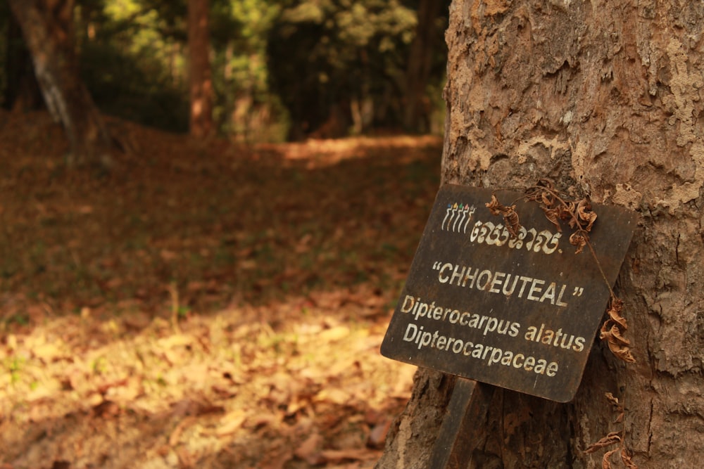 brown wooden signage on brown tree trunk