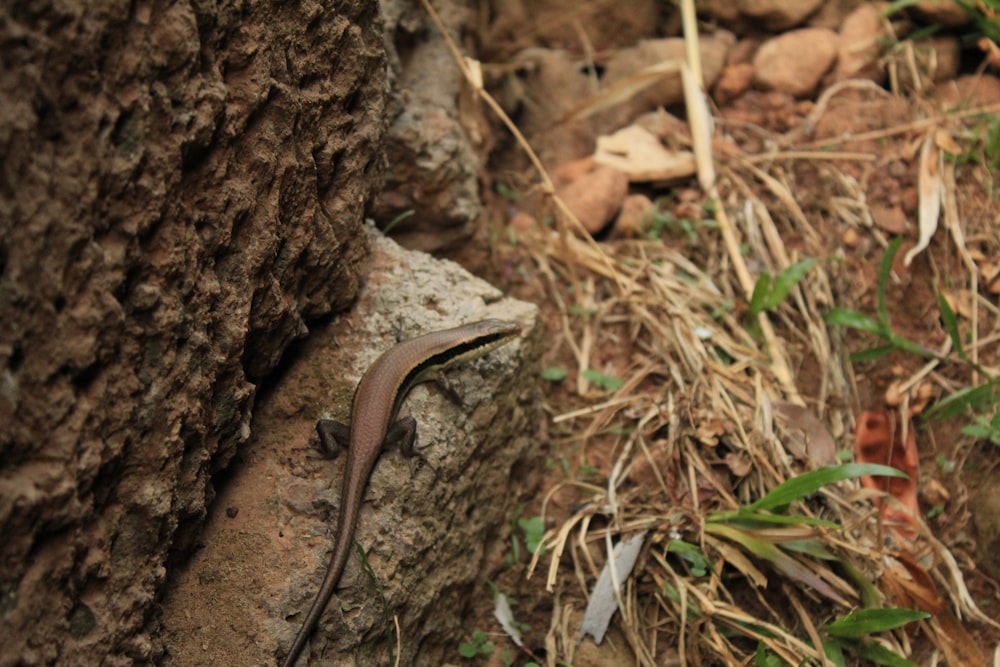 brown lizard on brown rock