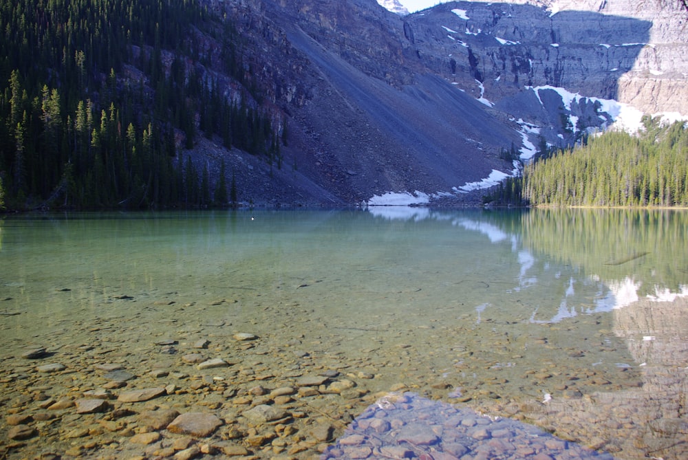 green trees near lake and mountains during daytime