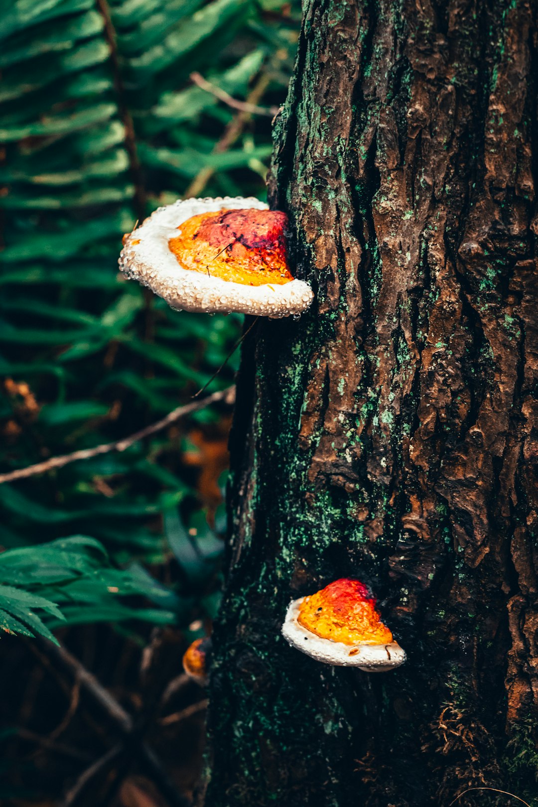 brown and white mushroom on brown tree trunk