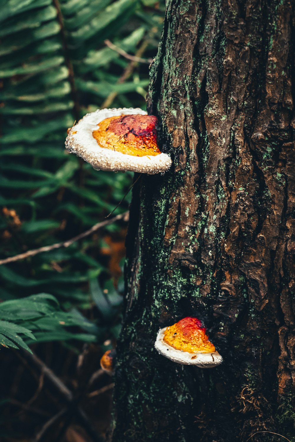 brown and white mushroom on brown tree trunk