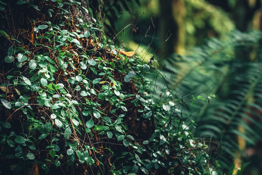 green leaves in tilt shift lens