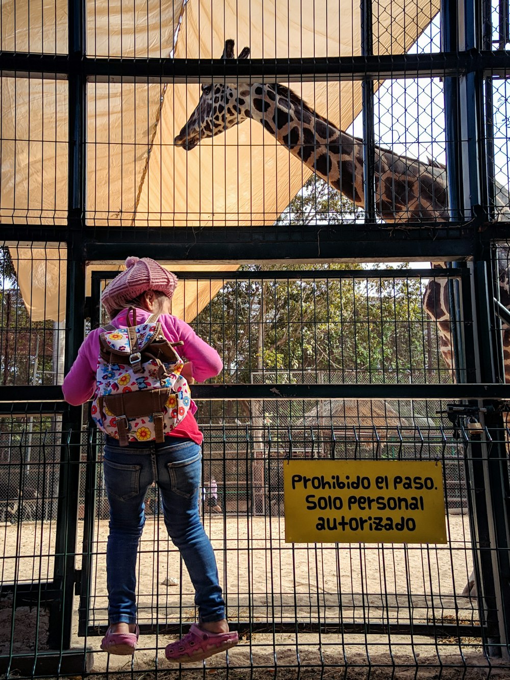 girl in pink shirt and blue denim jeans standing beside giraffe