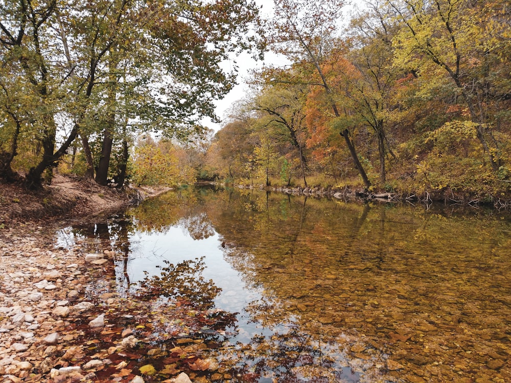 green trees beside river during daytime