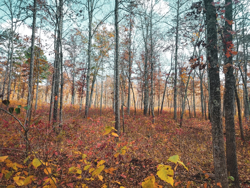 brown trees with green leaves