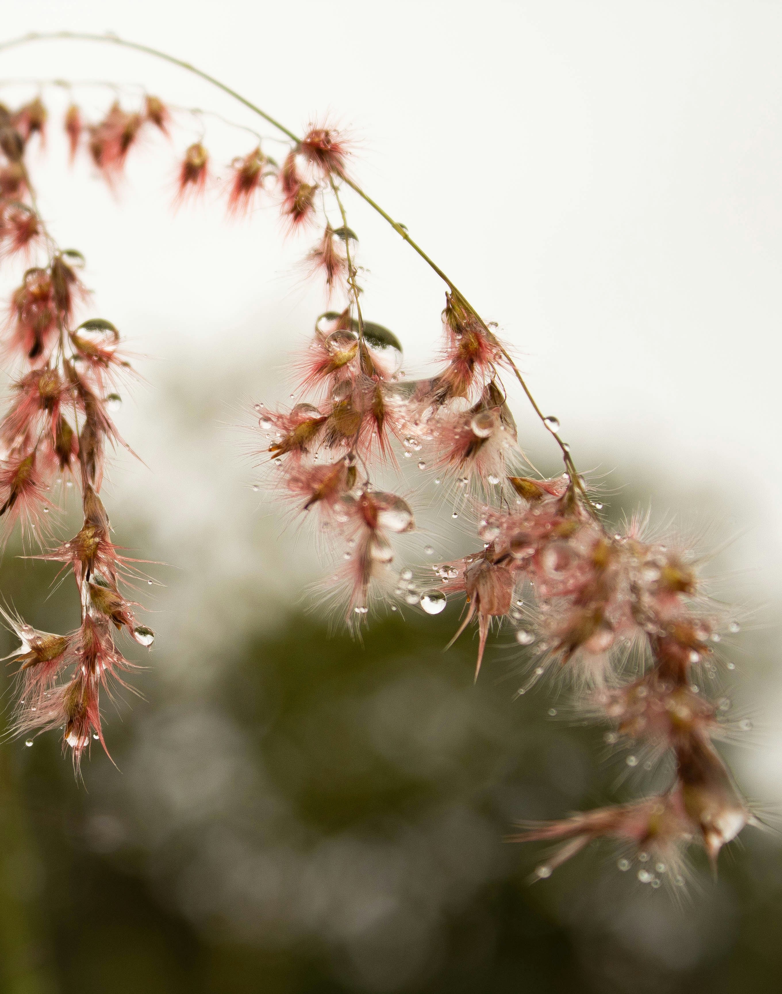 Photo by olaaloalont