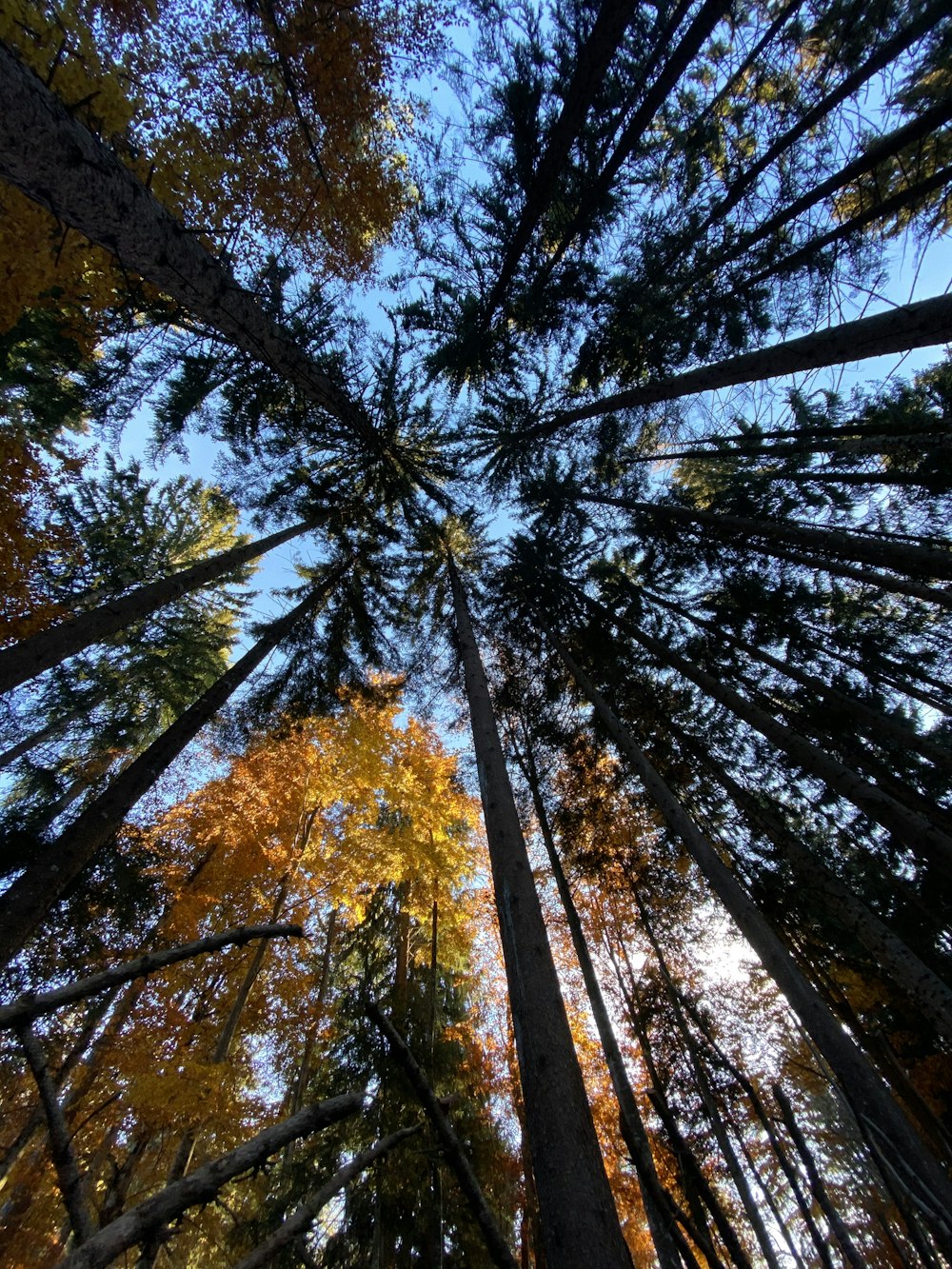 日中の樹木のローアングル撮影
