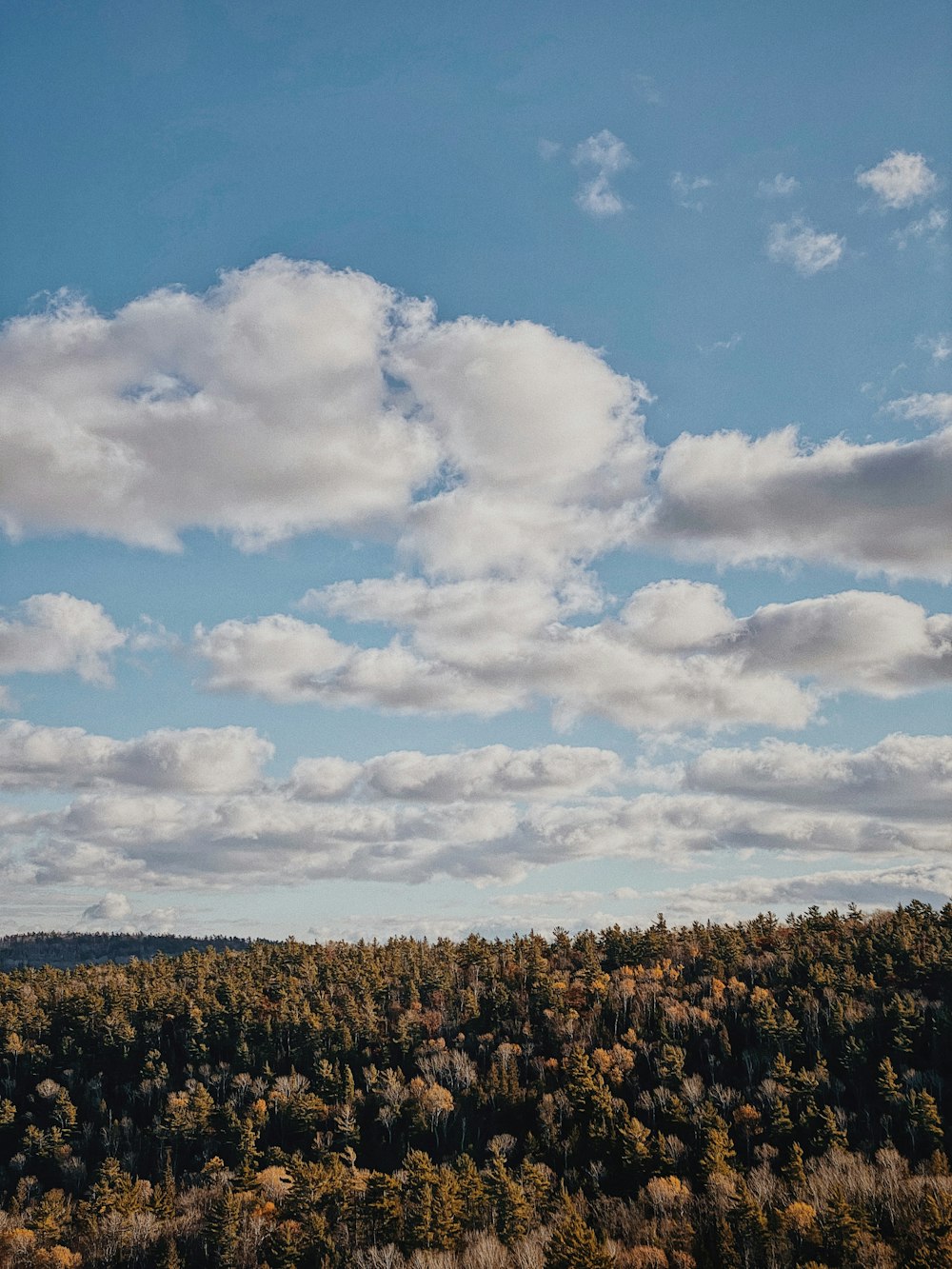 grüne und braune Pflanzen unter weißen Wolken und blauem Himmel tagsüber