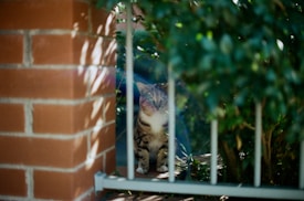 A tabby cat is sitting behind metal bars next to a brick wall and surrounded by green foliage. The cat is peering through the bars with a curious expression.