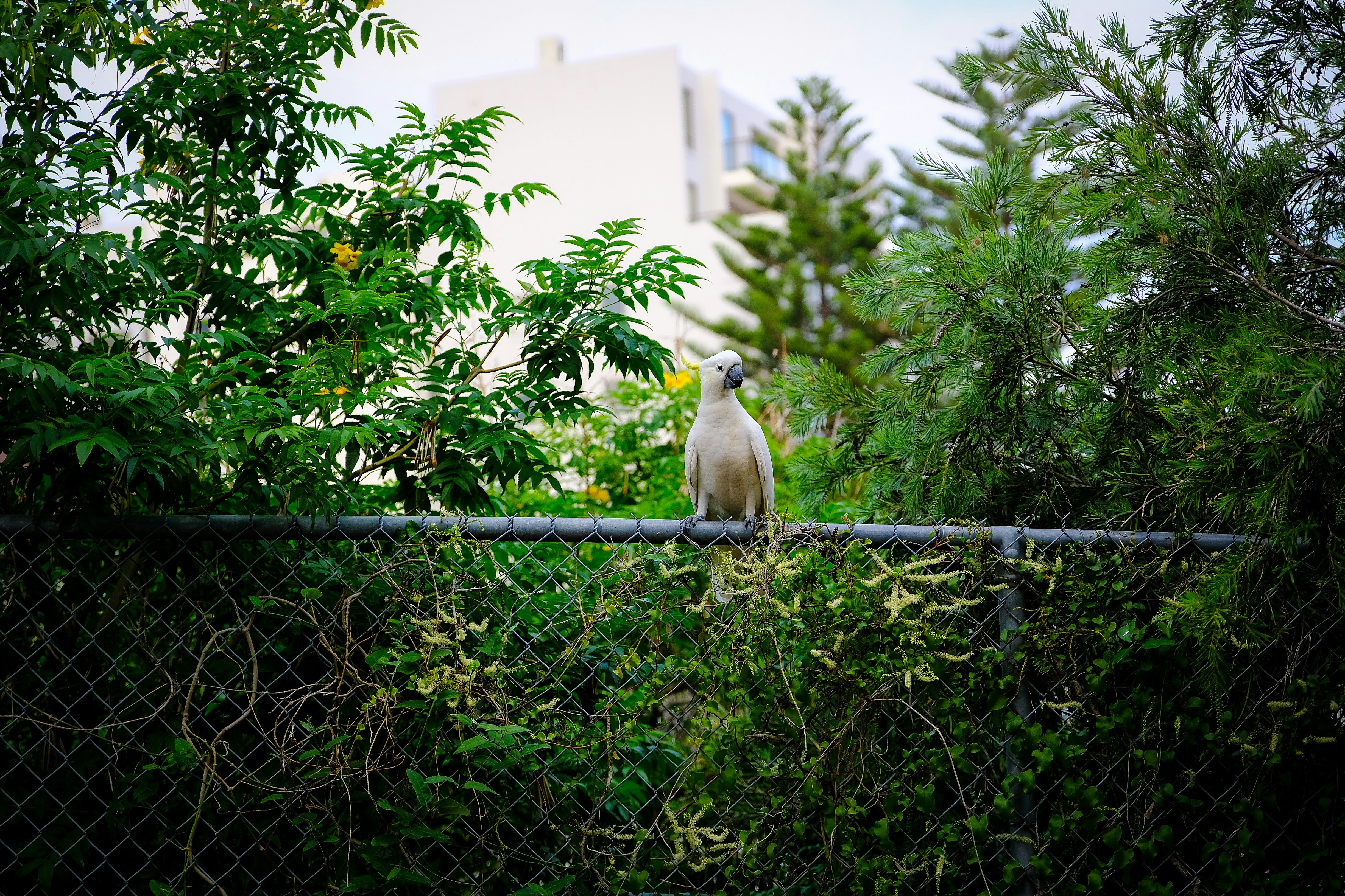 white and yellow bird on black metal fence during daytime