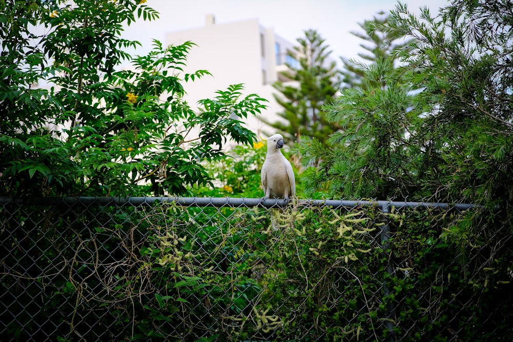 white and yellow bird on black metal fence during daytime