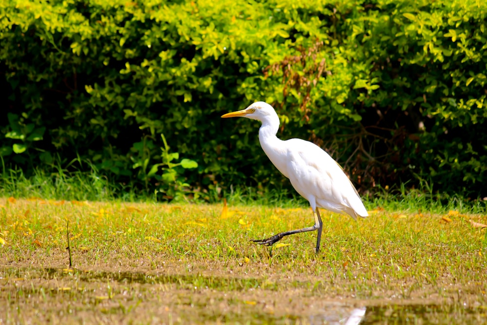 white bird on green grass during daytime
