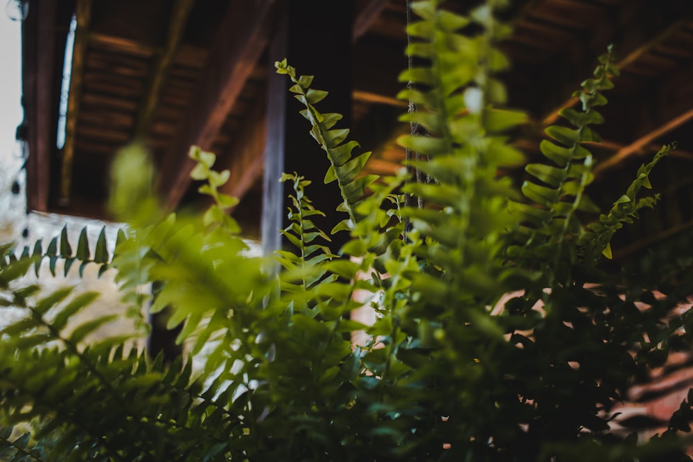 green plant with string lights