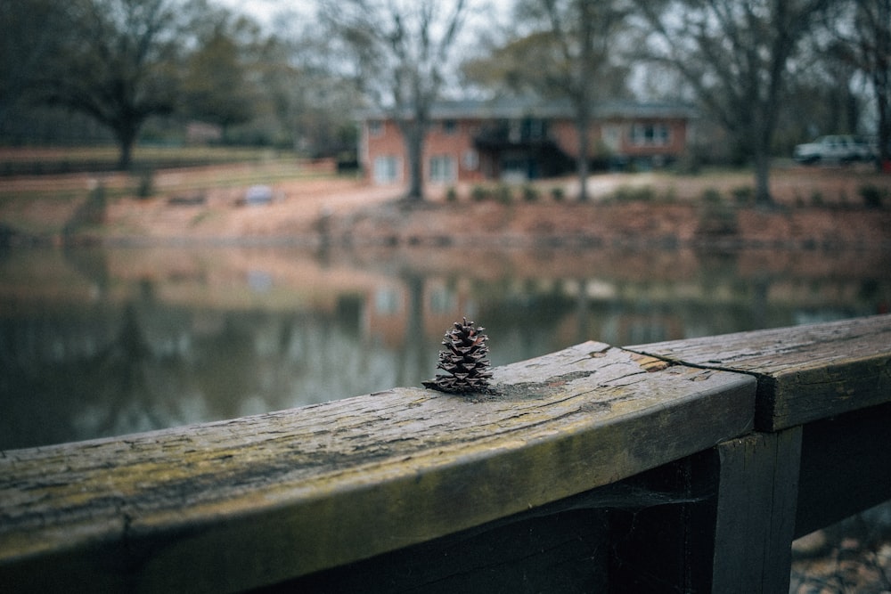 black pine cone on brown wooden plank near body of water during daytime