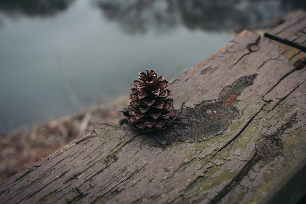 brown pine cone on brown wood