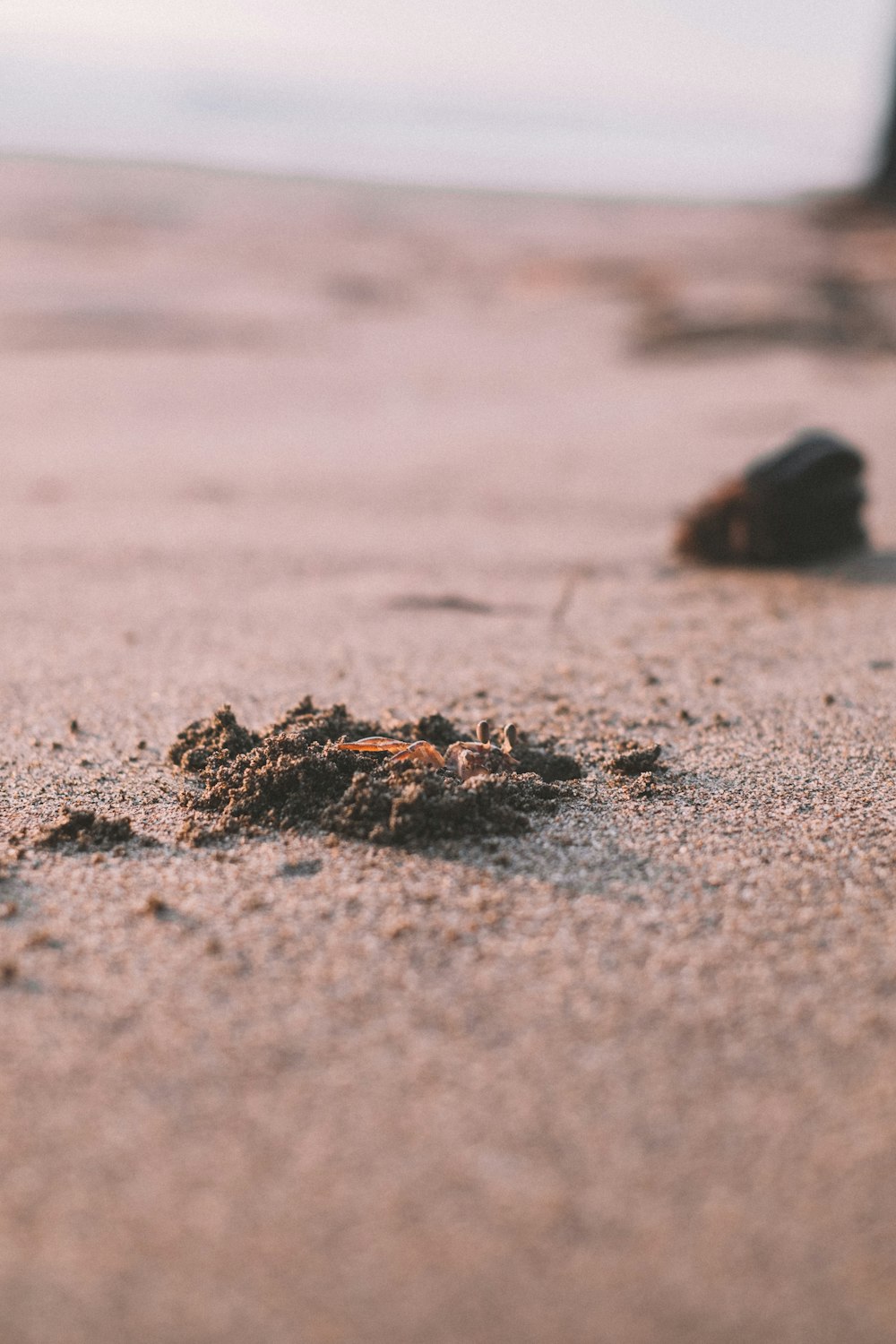 Schwarze Ameise auf weißem Sand tagsüber