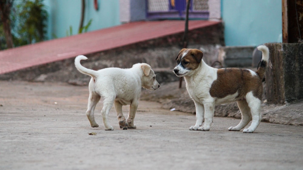 2 perros de pelo corto blanco y marrón corriendo sobre el suelo de hormigón gris durante el día