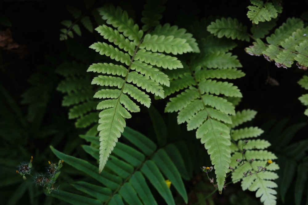 green leaves in close up photography