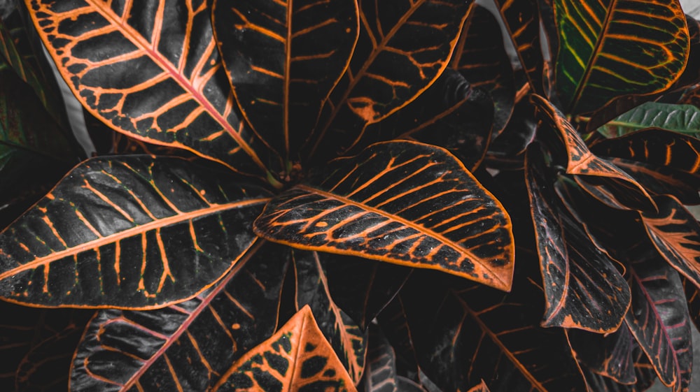 brown leaf on brown dried leaves