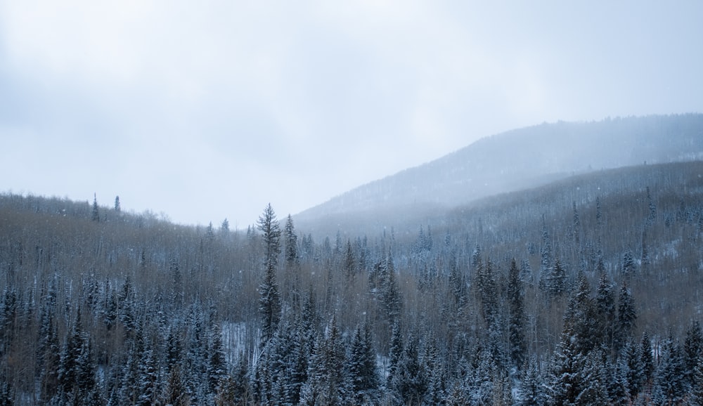 green pine trees on mountain