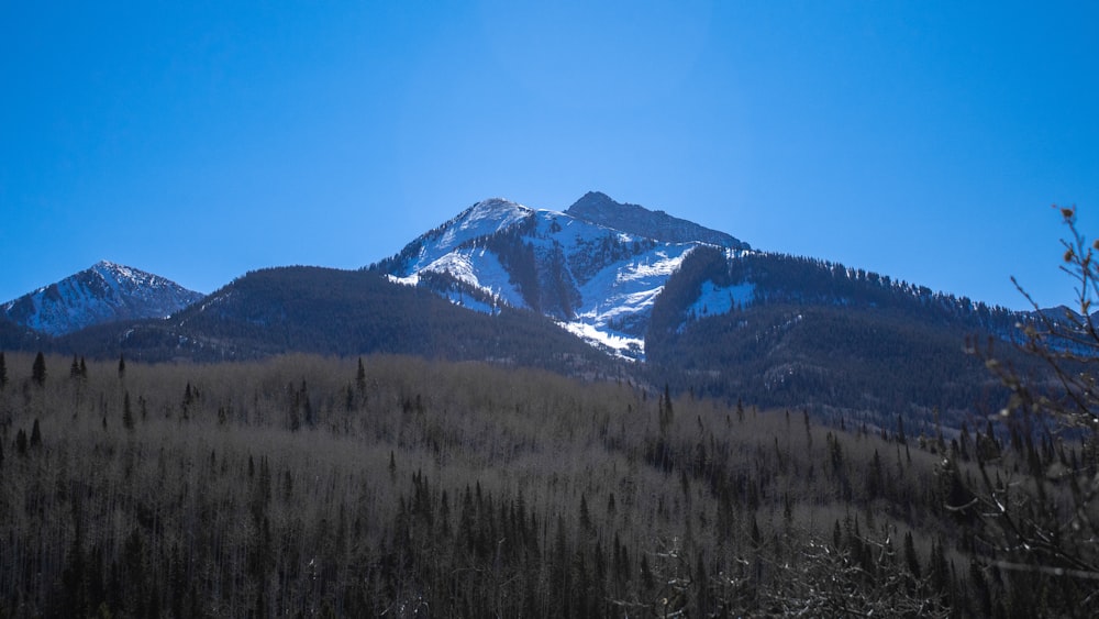 green trees near snow covered mountain during daytime