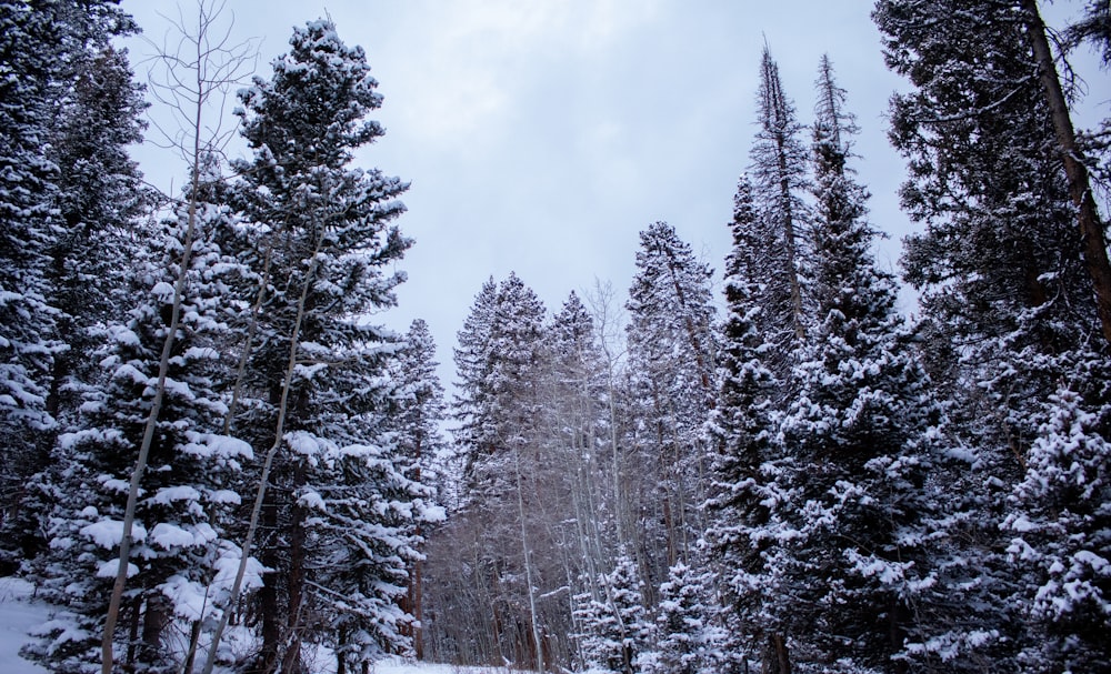 snow covered trees under cloudy sky during daytime