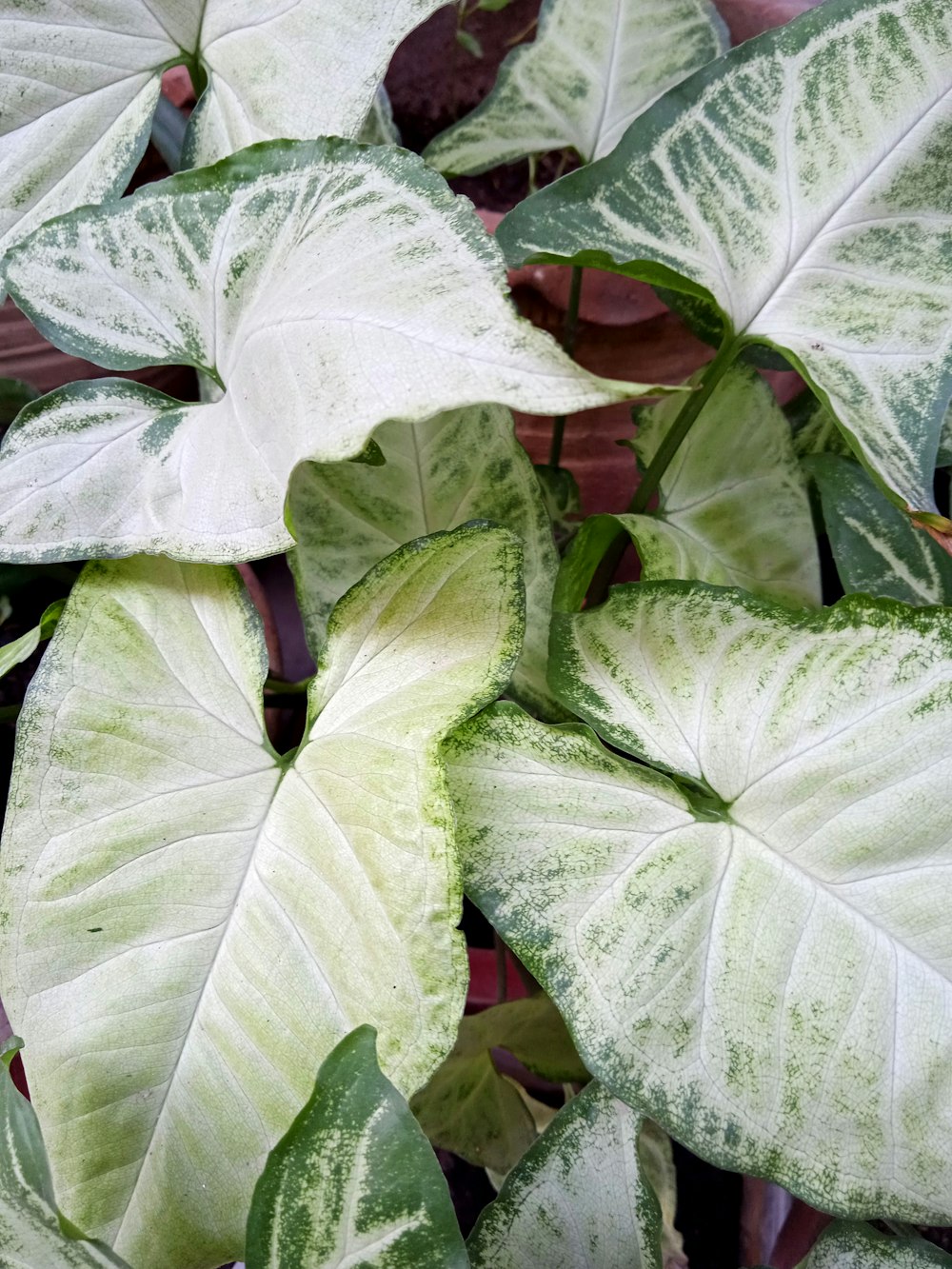 green and white leaf plant