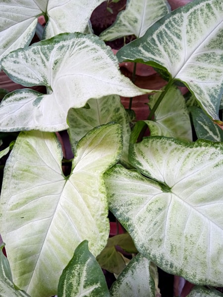 Syngonium