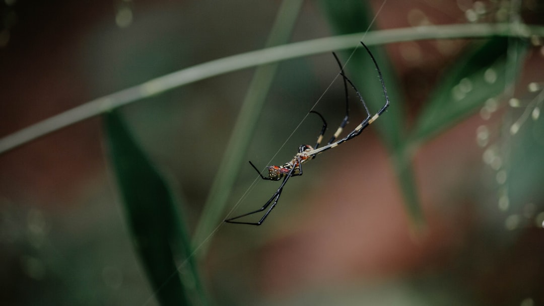 black and yellow spider on green grass during daytime