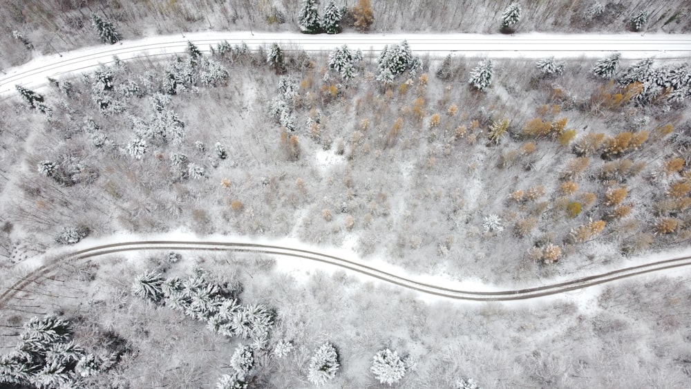 vista aérea da estrada entre árvores