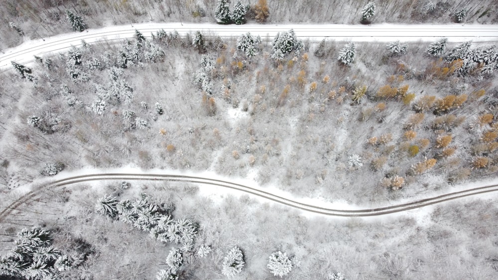 aerial view of road between trees