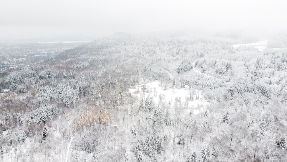 snow covered trees and mountains during daytime