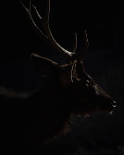 Thermal image of a deer with antlers glowing red against a dark background, highlighting AI detection device overlay.
