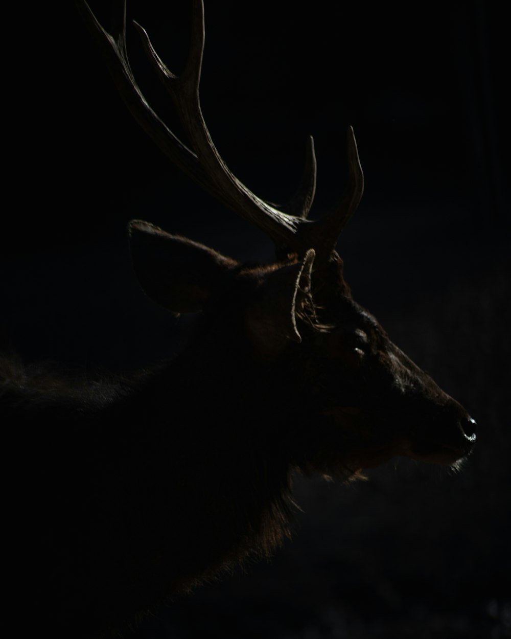 brown deer with black background