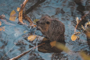 Close-up of a beaver swimming in clear water surrounded by autumn leaves