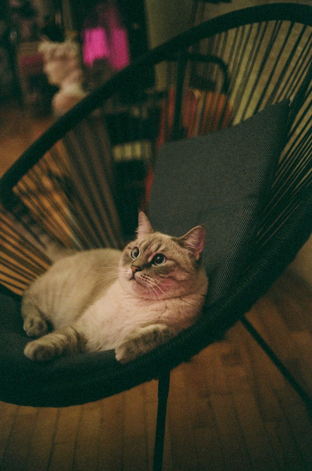 white and brown cat on black chair